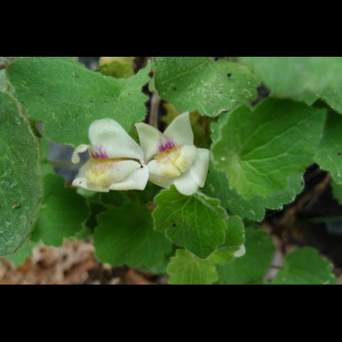 Asarina procumbens © MOREL A.