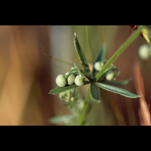 Galium tricornutum &copy; GRAVELAT B.