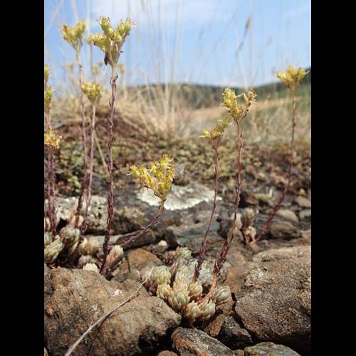 Sedum anopetalum (2) © NICOLAS S.