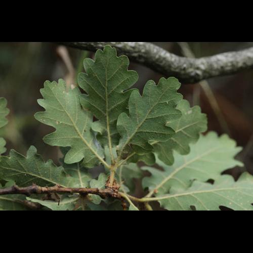 Quercus pubescens © DESCHEEMACKER A.