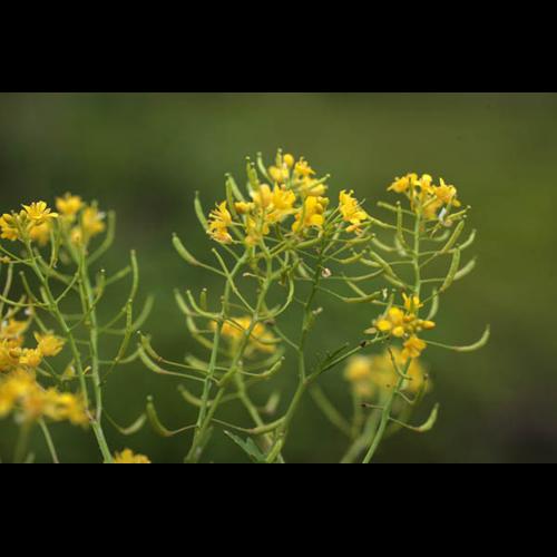 Rorippa sylvestris © NAWROT O.