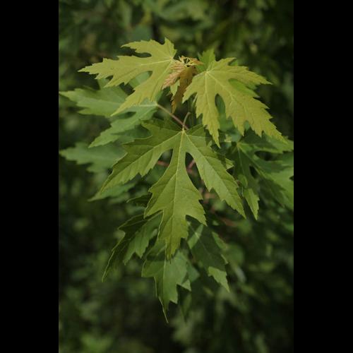 Acer saccharinum © NAWROT O.