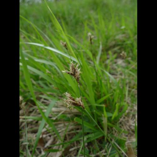 Carex praecox © MOREL A.
