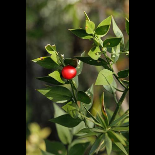 Ruscus aculeatus © DESCHEEMACKER A.