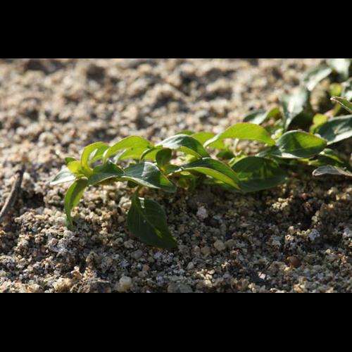 Ludwigia palustris &copy; DESCHEEMACKER A.