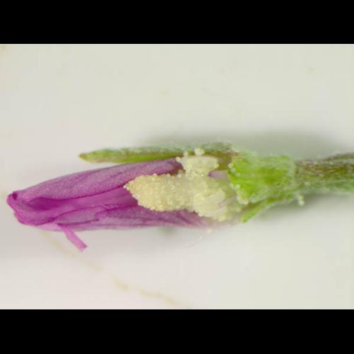 Epilobium tetragonum &copy; DESCHEEMACKER A.