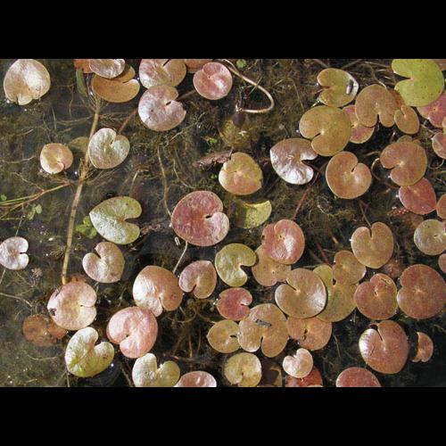 Hydrocharis morsus-ranae © ANONYME