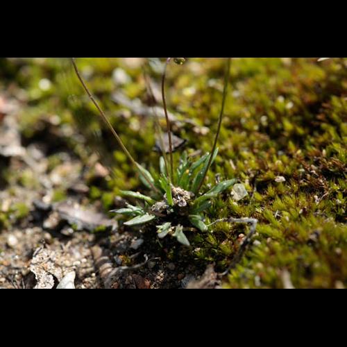 Teesdalia coronopifolia &copy; DESCHEEMACKER A.