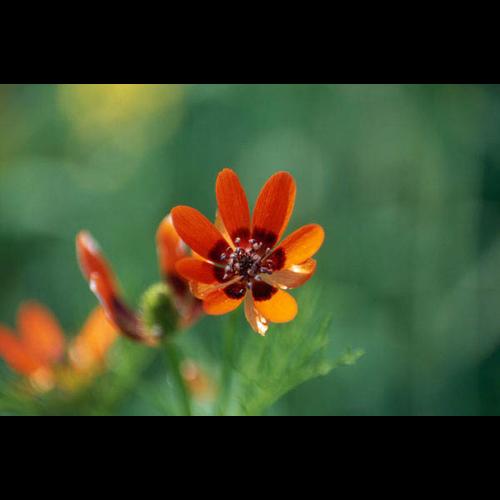 Adonis aestivalis © GRAVELAT B.