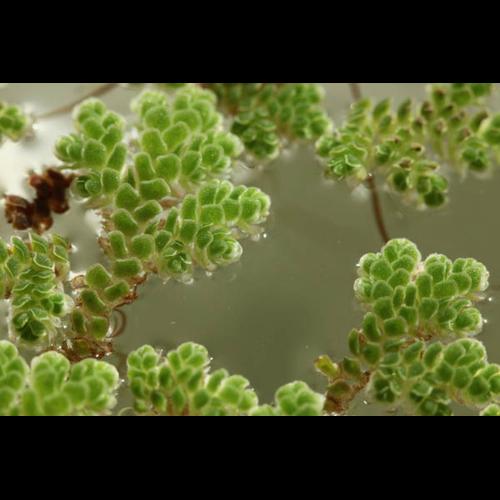 Azolla filiculoides © DESCHEEMACKER A.