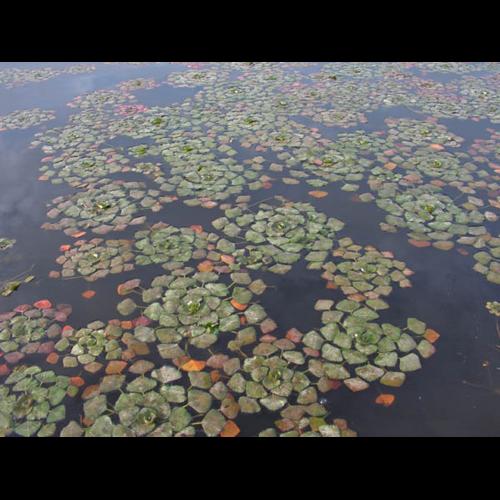 Trapa natans © CHABROL L.