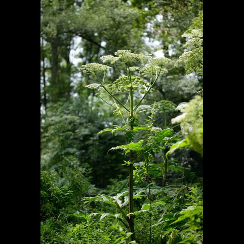 Heracleum mantegazzianum © DESCHEEMACKER A.