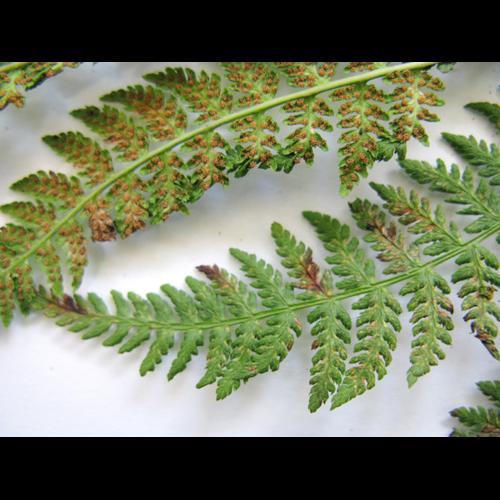 Athyrium distentifolium © MOREL A.