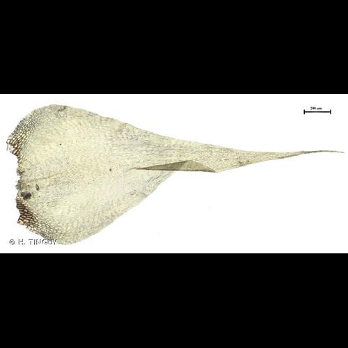 <i>Campylium stellatum</i> (Hedw.) Lange & C.E.O.Jensen © H. TINGUY