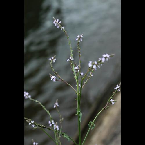 Verbena officinalis &copy; DESCHEEMACKER A.
