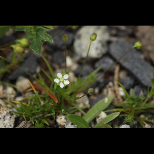 Sagina subulata © DESCHEEMACKER A.