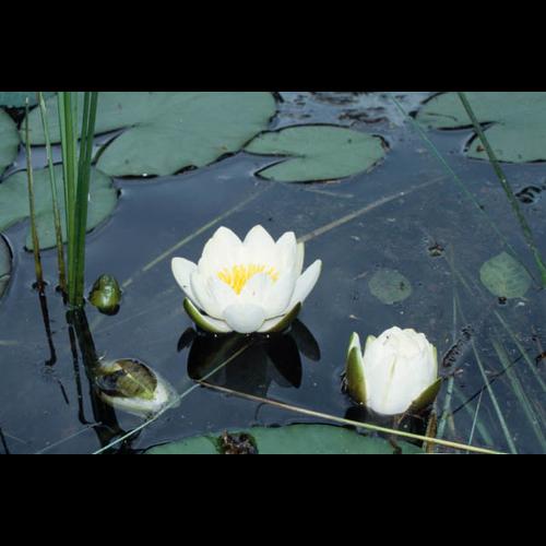 Nymphaea alba © GRAVELAT B.