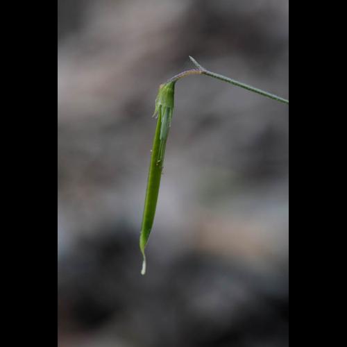 Lathyrus nissolia © DESCHEEMACKER A.