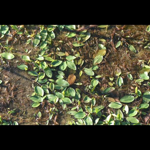 Potamogeton gramineus © MADY M.