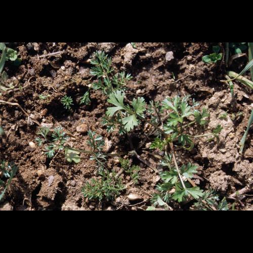 Bifora radians LE © GUEN M.