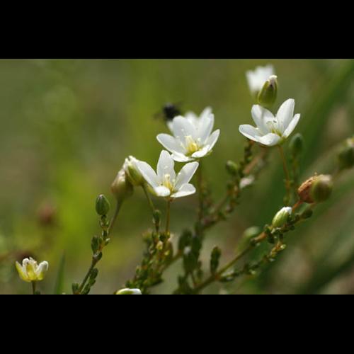 Sagina nodosa &copy; NAWROT O.