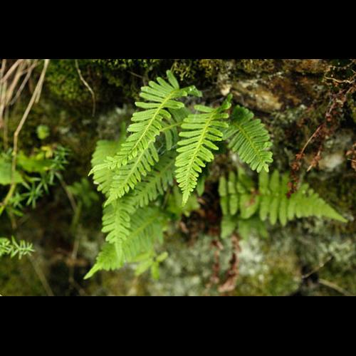 Polypodium vulgare © DESCHEEMACKER A.