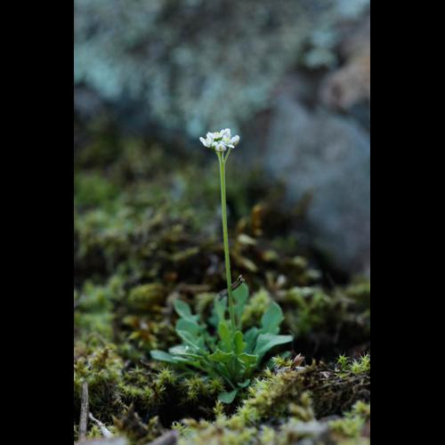 Teesdalia nudicaulis © DESCHEEMACKER A.