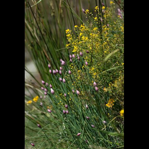 Allium schoenoprasum © DESCHEEMACKER A.