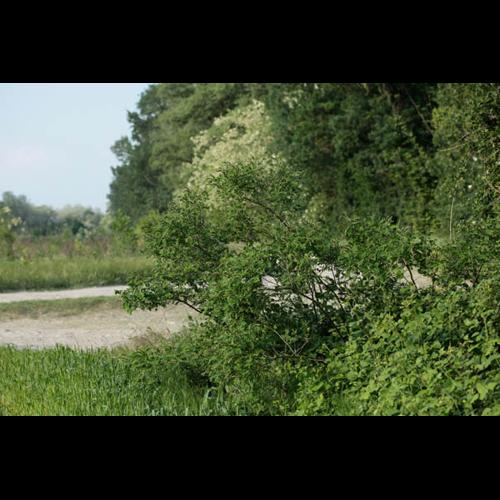 Amorpha fruticosa © DESCHEEMACKER A.