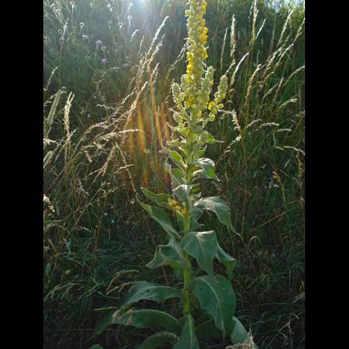 Verbascum phlomoides © NICOLAS S.