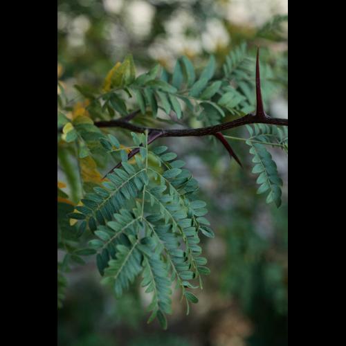 Gleditsia triacanthos © DESCHEEMACKER A.