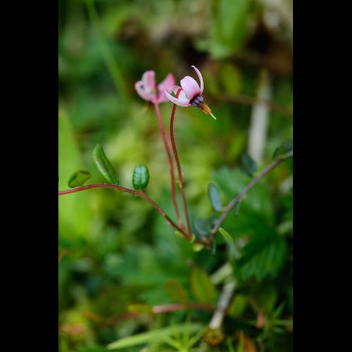 Vaccinium oxycoccos © DESCHEEMACKER A.