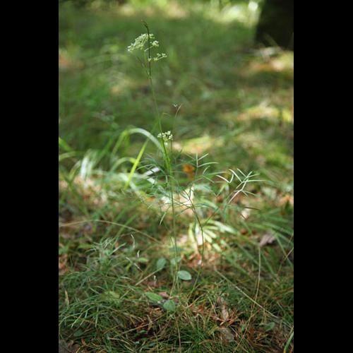 Peucedanum gallicum © DESCHEEMACKER A.