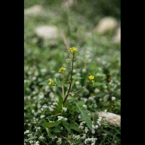 Rorippa palustris &copy; DESCHEEMACKER A.