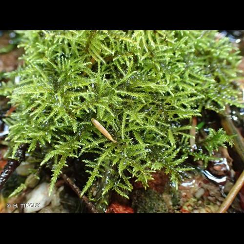 <i>Cratoneuron filicinum</i> (Hedw.) Spruce, 1867 &copy; H. TINGUY