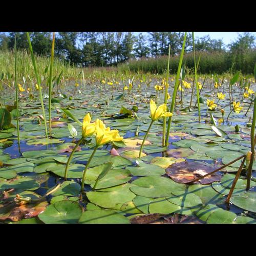 Nymphoides peltata © GUILLERME N.