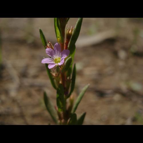 Lythrum hyssopifolia &copy; NICOLAS S.