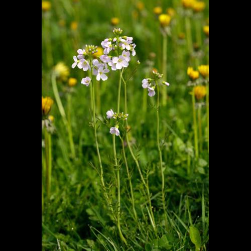 Cardamine pratensis © DESCHEEMACKER A.
