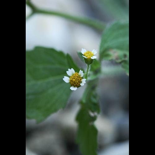 Galinsoga quadriradiata © DESCHEEMACKER A.