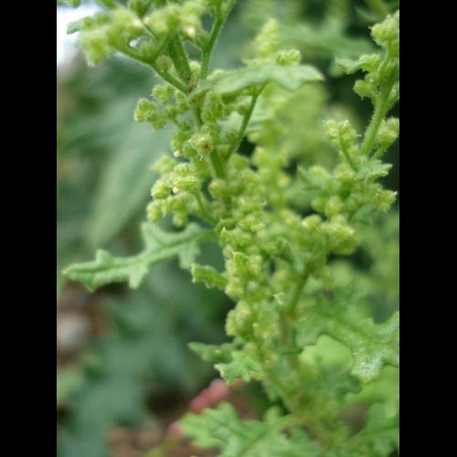 Chenopodium botrys © NICOLAS S.