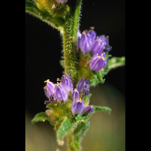 Campanula cervicaria © OLIVIER L.