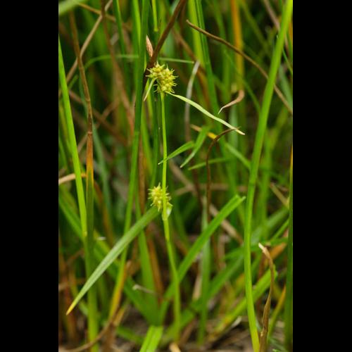 Carex viridula © DESCHEEMACKER A.