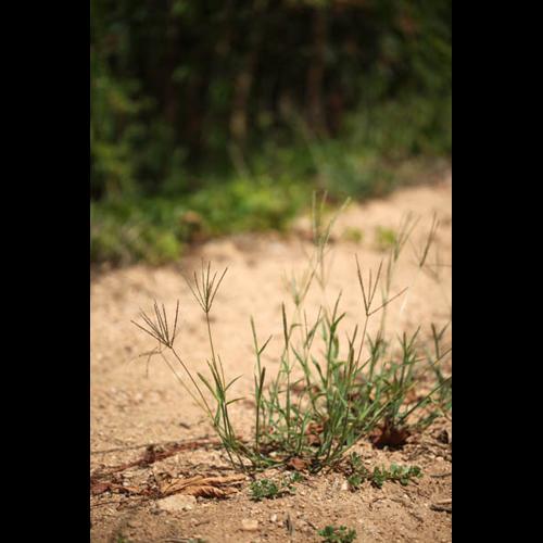 Digitaria sanguinalis © DESCHEEMACKER A.