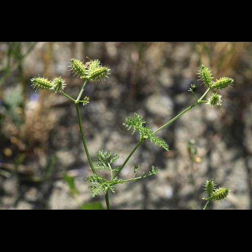 Caucalis platycarpos © DESCHEEMACKER A.