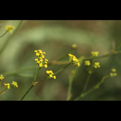 Bupleurum praealtum © DESCHEEMACKER A.