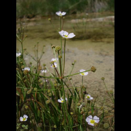 Baldellia ranunculoides © NICOLAS S.