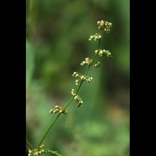 Rumex sanguineus © DESCHEEMACKER A.