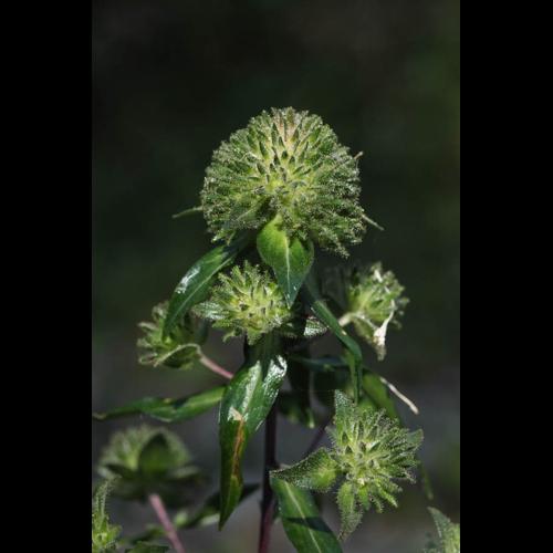 Collomia grandiflora © DESCHEEMACKER A.