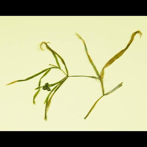 Potamogeton acutifolius 0002 © DESCHEEMACKER A.