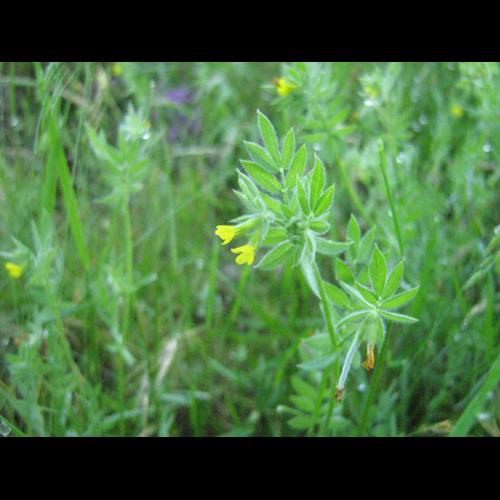 Ornithopus compressus © CHABROL L.